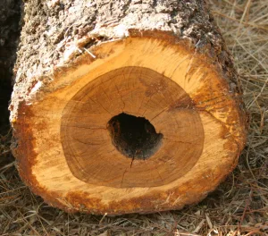 Tree health care