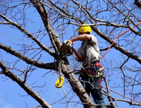 Moriches Tree Pruning
