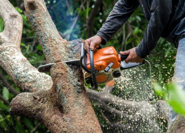 Tree Removal