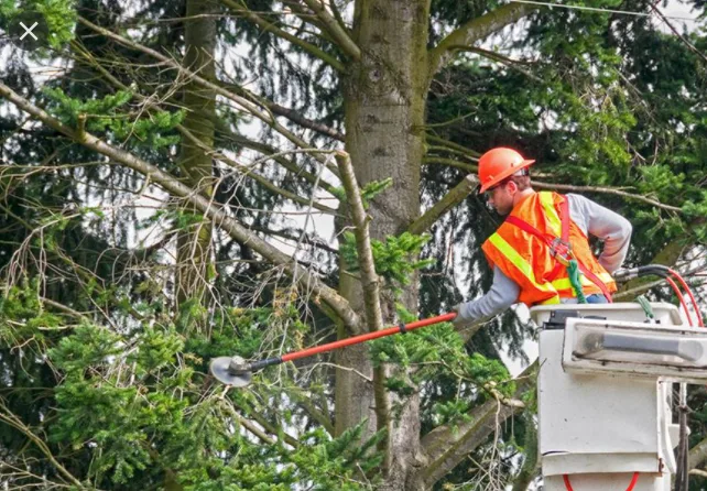 Moriches Tree Service